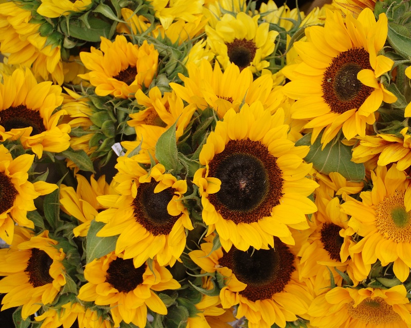 California Sunflowers