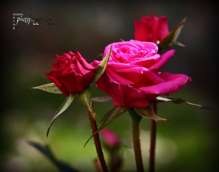 Tiny Roses, Big Colour !!