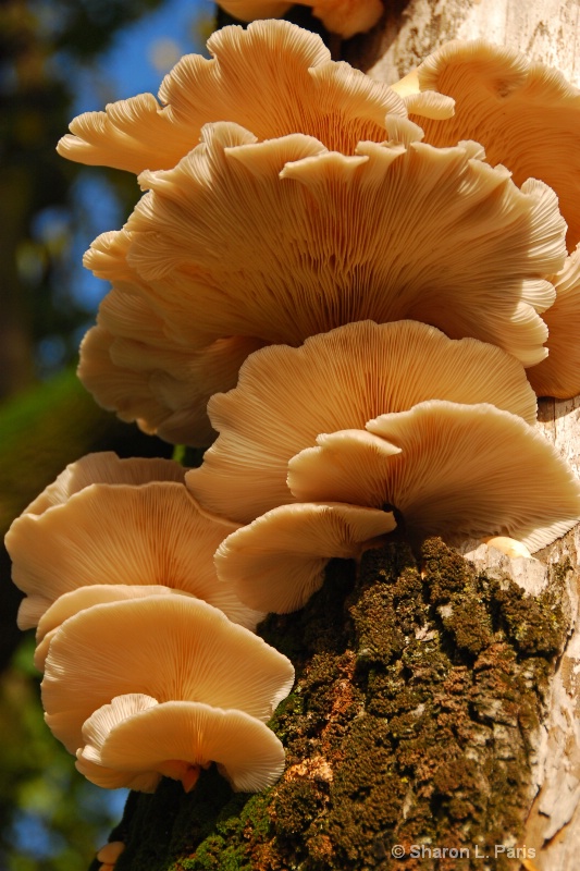 Shelf Fungus on Tree