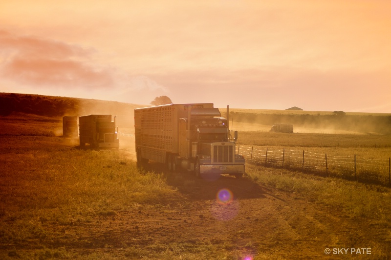 Cattle Trucks in NM