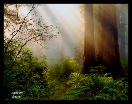 Through the Forest