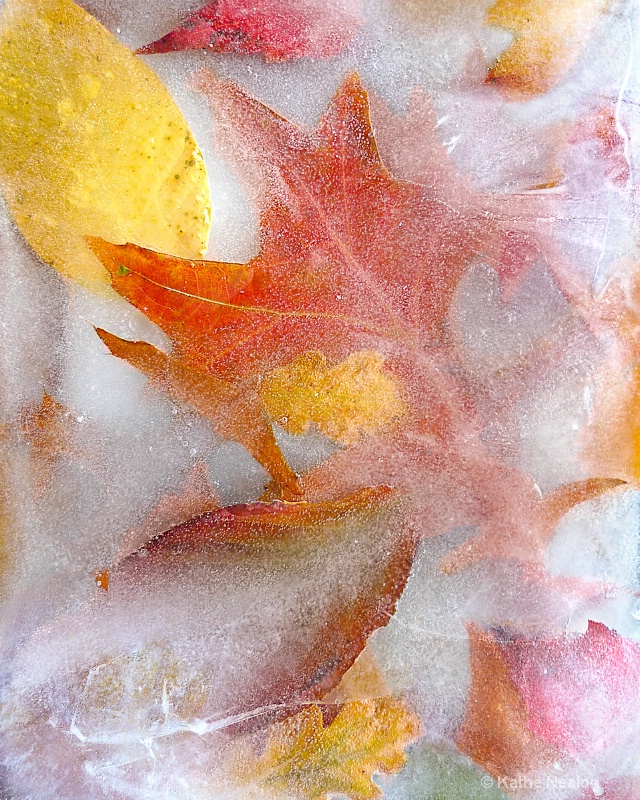 Autumn Ice