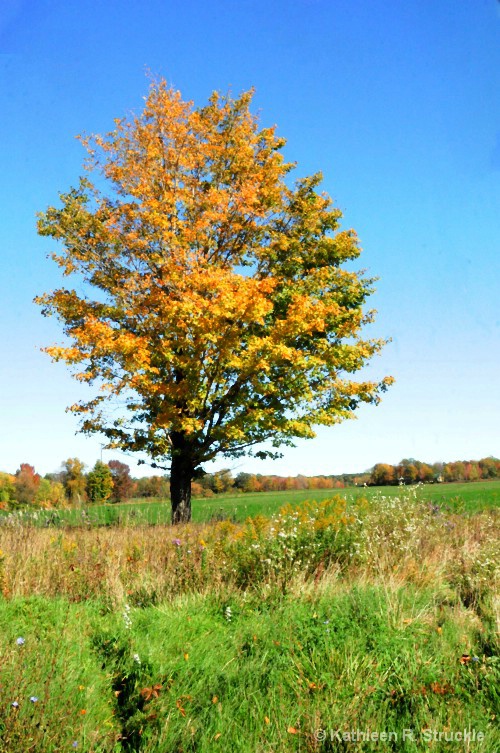 Golden Tree