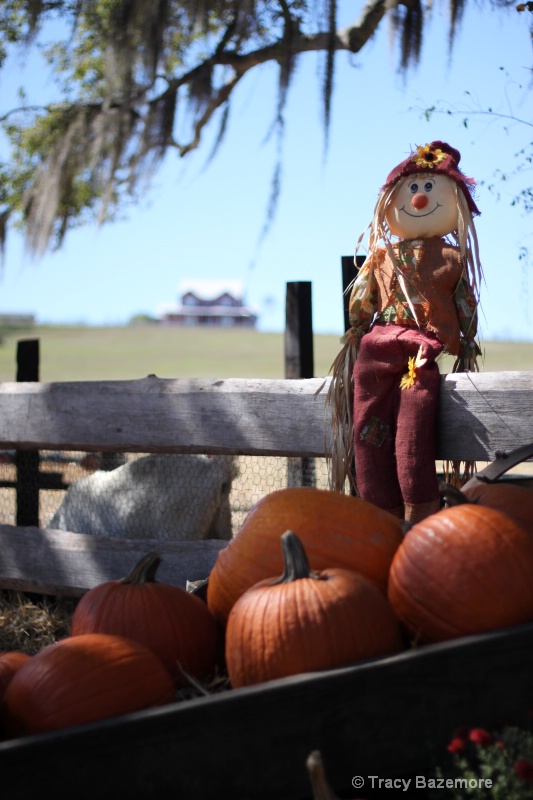 Scarecrow and pumpkin - ID: 11014842 © Tracy Bazemore