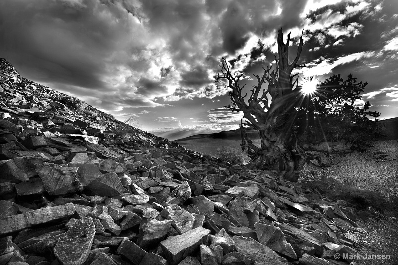 Black Bristlecone WWW.JANSENPHOTOEXPEDITIONS.COM