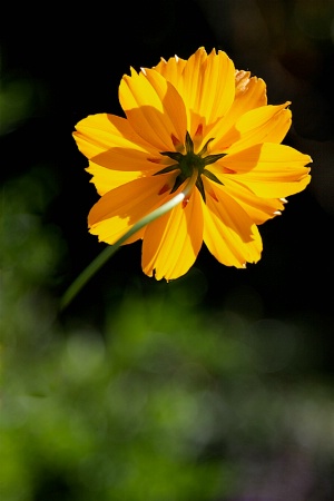 Yellow Bloom