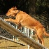 © Tracy Bazemore PhotoID# 11016209: img 9491
