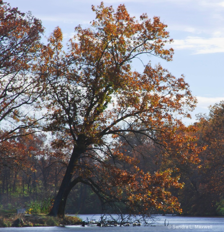 Leaning tree