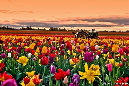 Tulips-n-Tractor