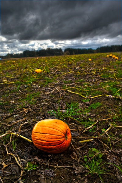 Lonely pumpkin