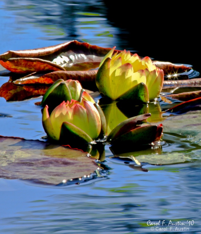 Midnight Water Lily