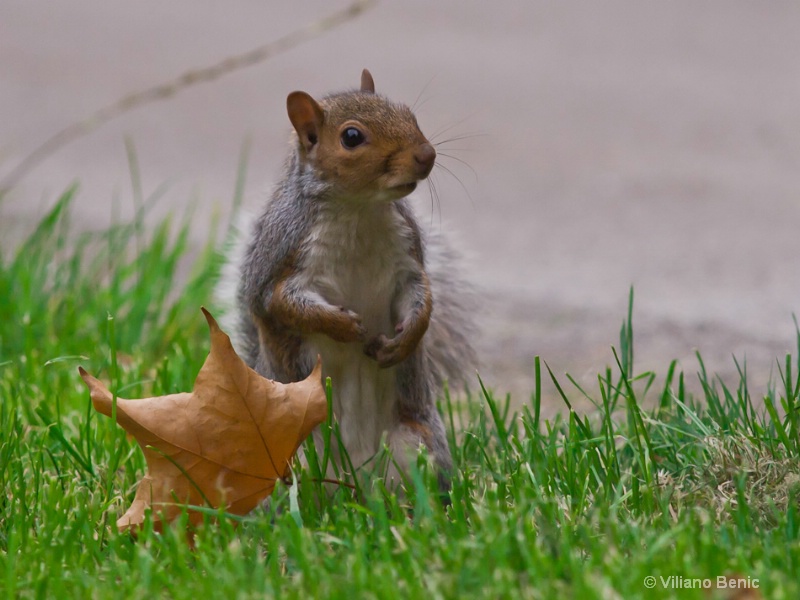 urban squirrel