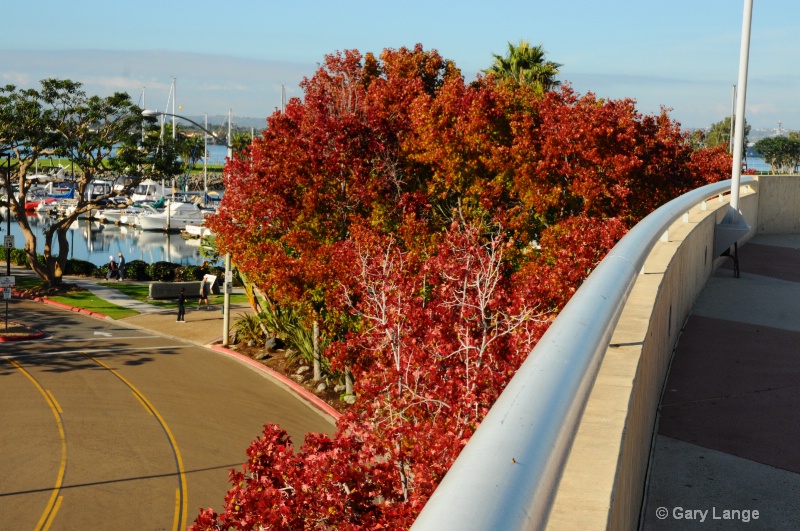 San Diego "Fall"