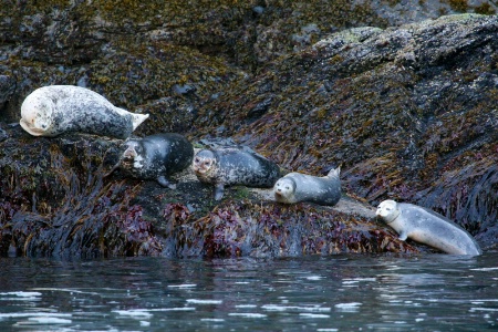 Harbor Seals (Phoca vitulina)