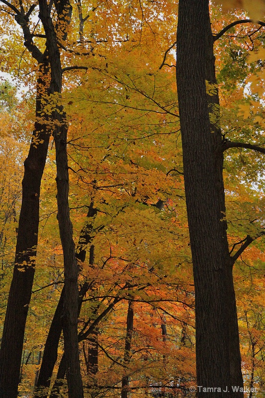 Golden hues of Fall