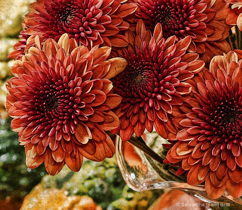 Autumn Mums