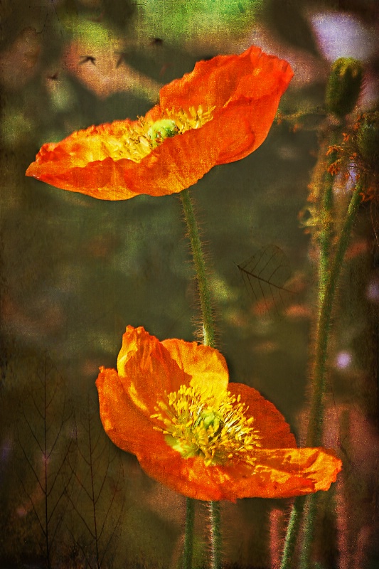 Poppy Dream