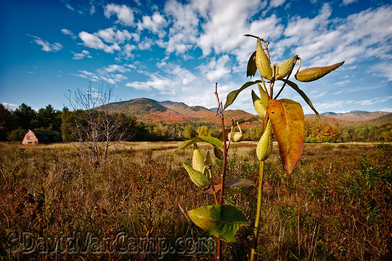 Adirondack Silkweed