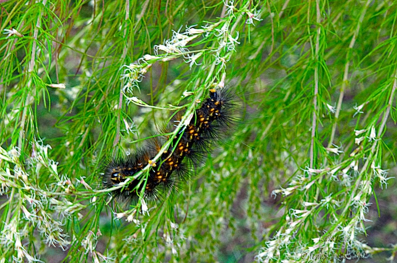 Wooly Worm 2