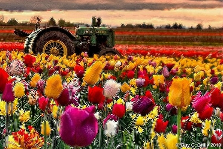 Tractor-n-Tulips