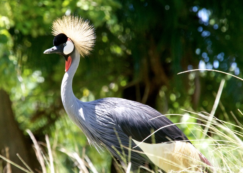 Honolulu Zoo African Grey-crowned Crane - ID: 11031530 © Terry Korpela
