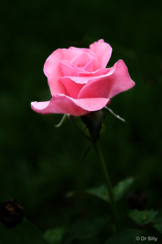 Pink Rose