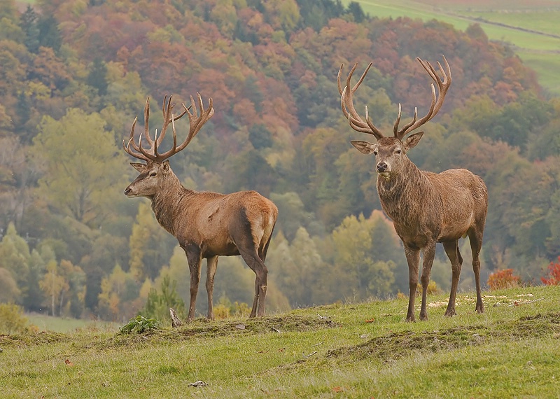 stag duo