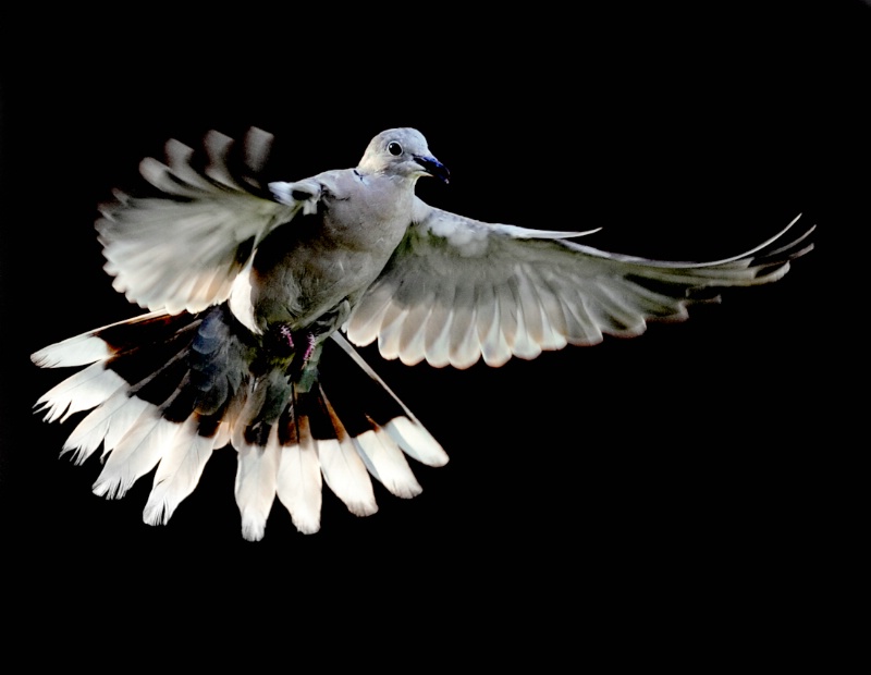 Dove in motion