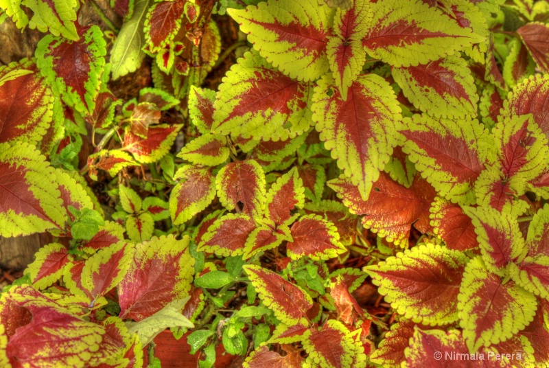 Coloured leaves