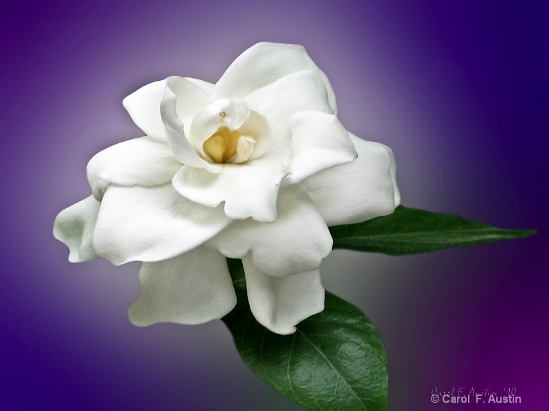 White Fragrant Jasmine Flower in Bloom