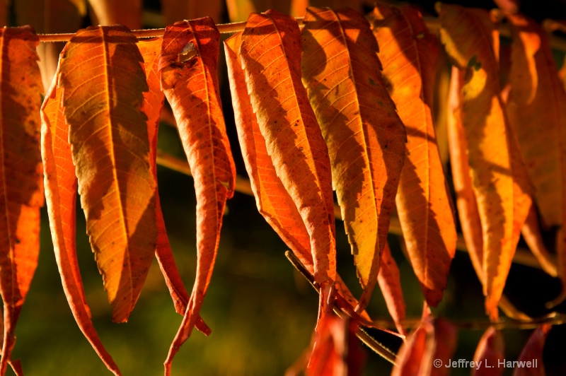 Row of Leaves