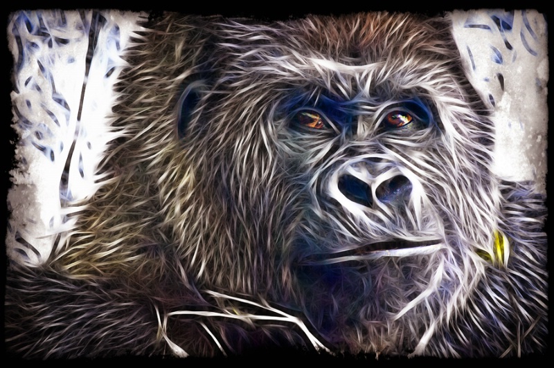 Gorilla Art - ID: 11037078 © Mauricio Diaz