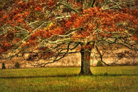 An Oak in the Cove