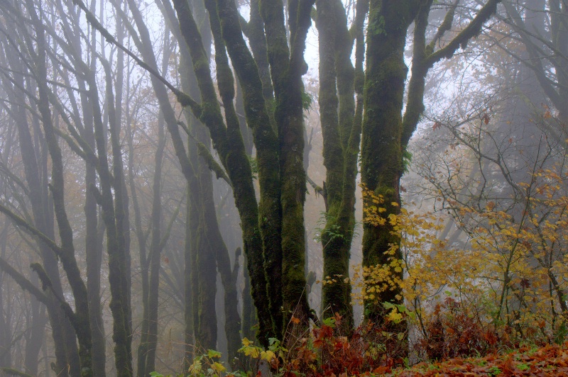 Fog & Fall - ID: 11038545 © cari martin