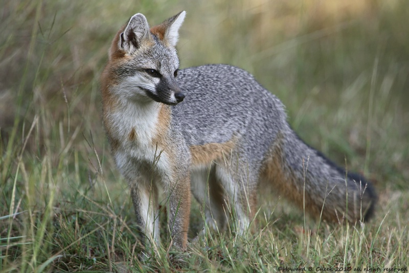 Texas Gray Fox