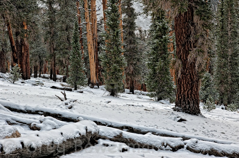 Sierra Light Serenade: "Snow Carpet"