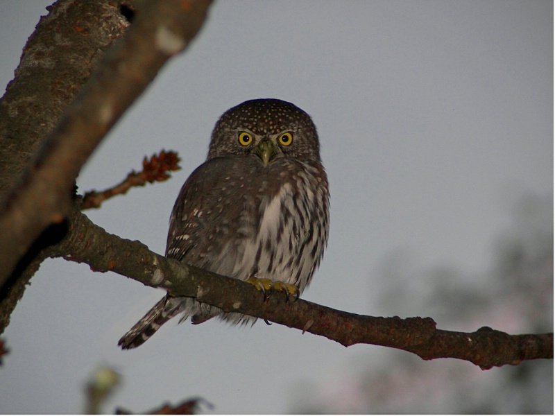 Northern Pygmy-Owl at sunset