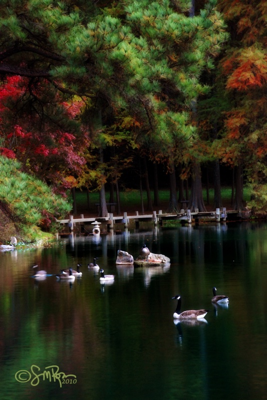 Canada Geese in a Japanese Garden Pond