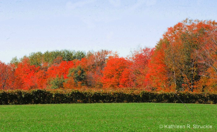 Fall Beauty