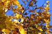 Must Be Autumn......