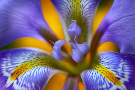 Iris Central