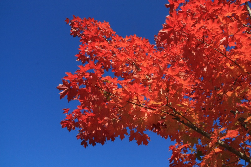 Maple Tree in Fall