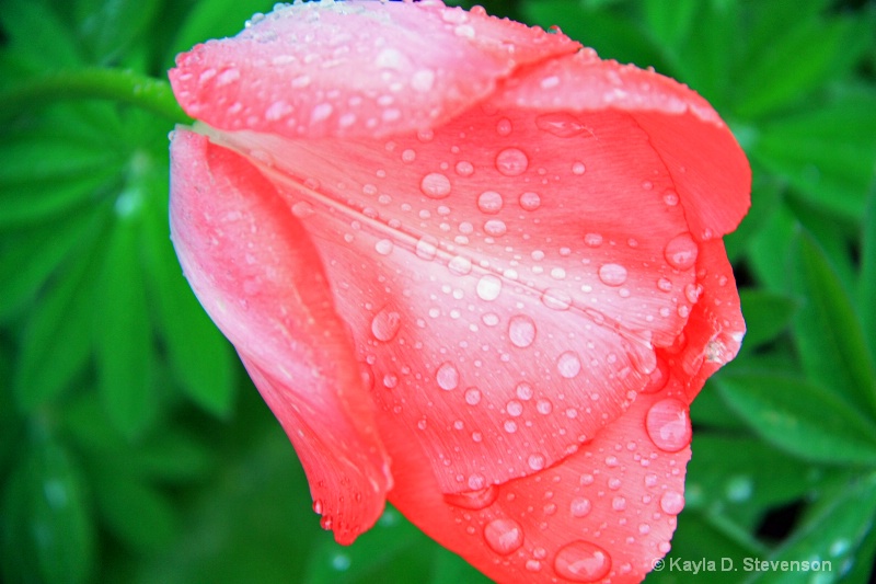 Tulip after rain