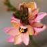 2Pretty Flower - ID: 11044568 © Debbie Hartley