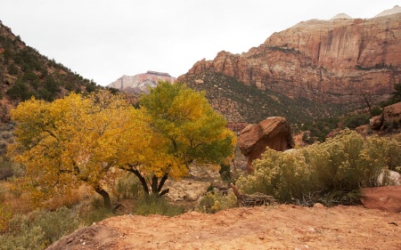 fall colors at zion national park