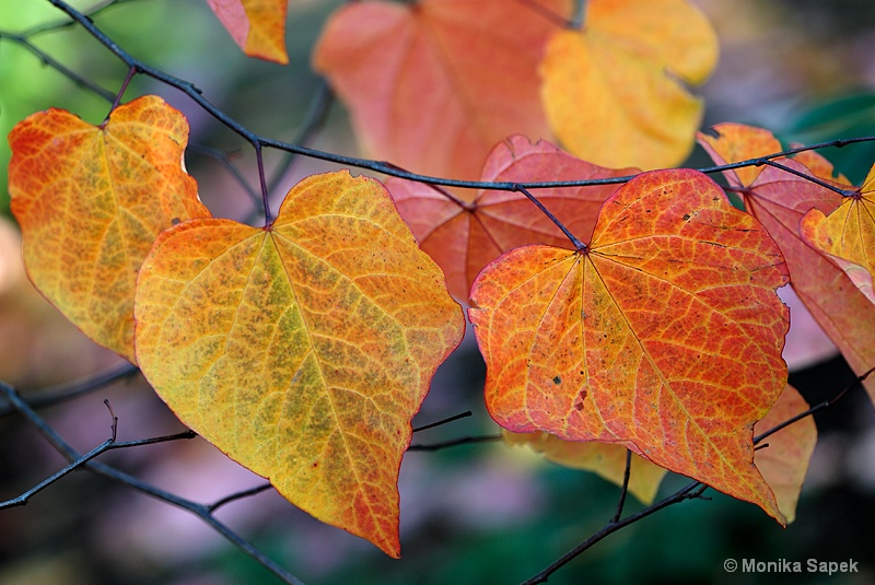 Heart-shaped leaves