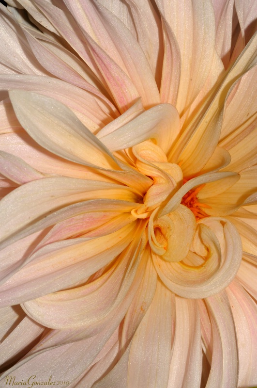 Petals & Ruffles