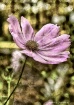 Vintage Cosmos