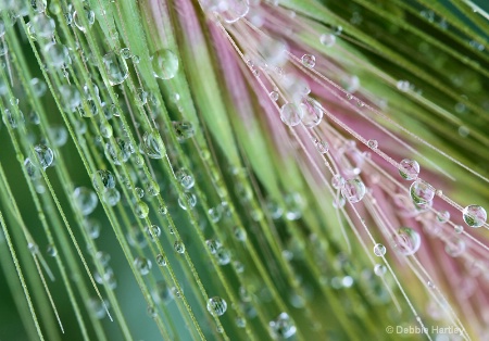 Nature's Drops