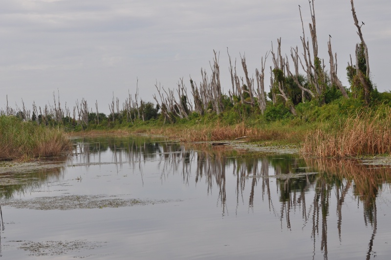 AIRBOAT RIDE TYPICAL SCENE - ID: 11054763 © SHIRLEY MARGUERITE W. BENNETT